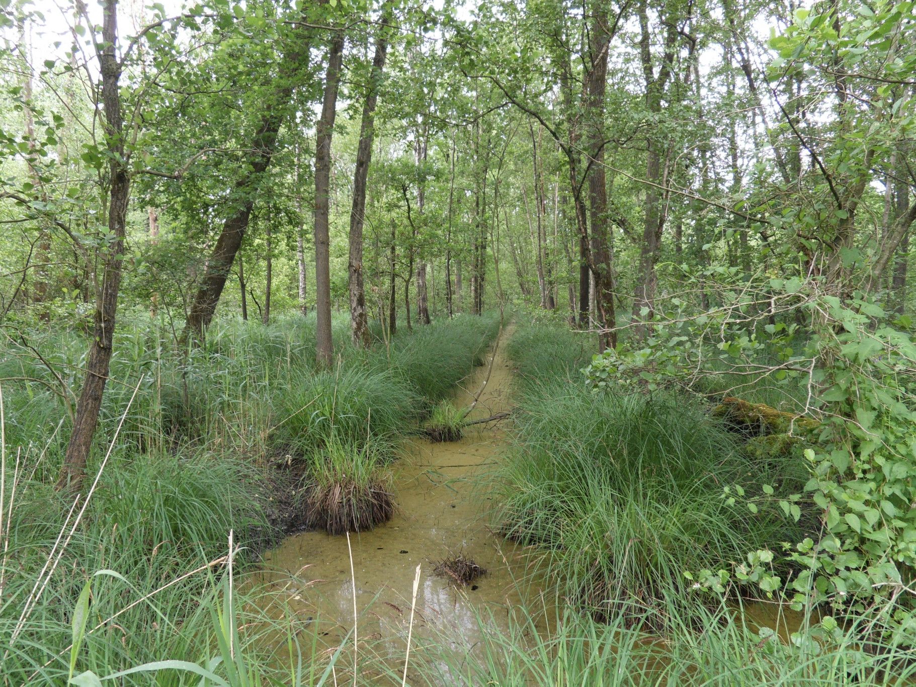 Openbare wandeling De Brand