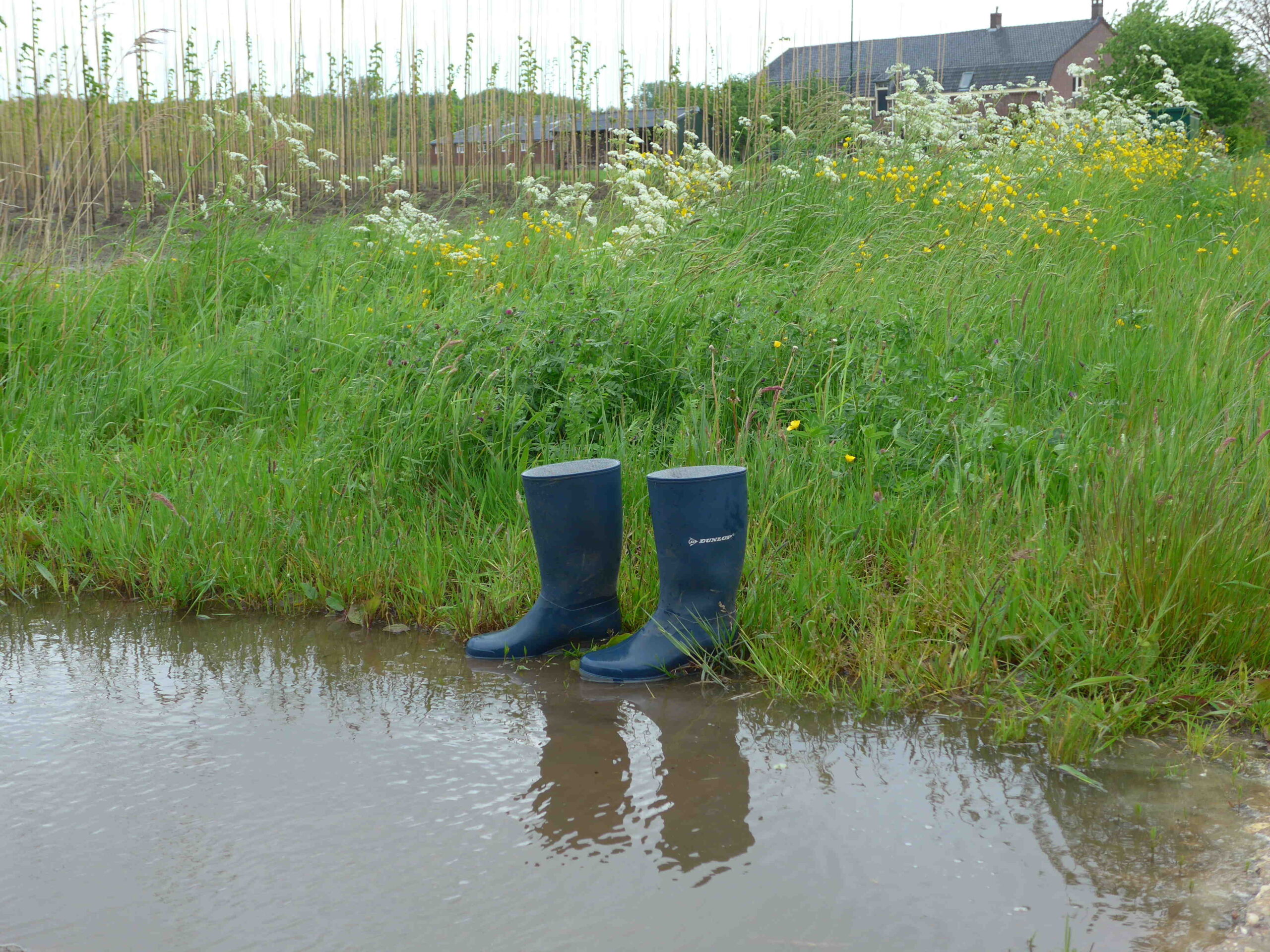 Blauwe laarzen naast een plasje in gras met wilde bloemen en een huis op de achtergrond.