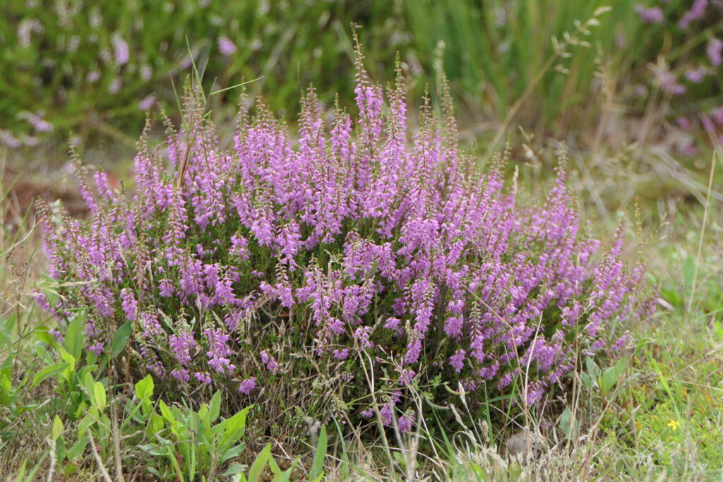 REGTE HEIDE Paarse heideplant op een grasrijke achtergrond in bloei.