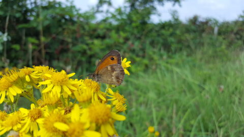 Vlinder rust op gele bloemen, met groene bomen en gras op de achtergrond.