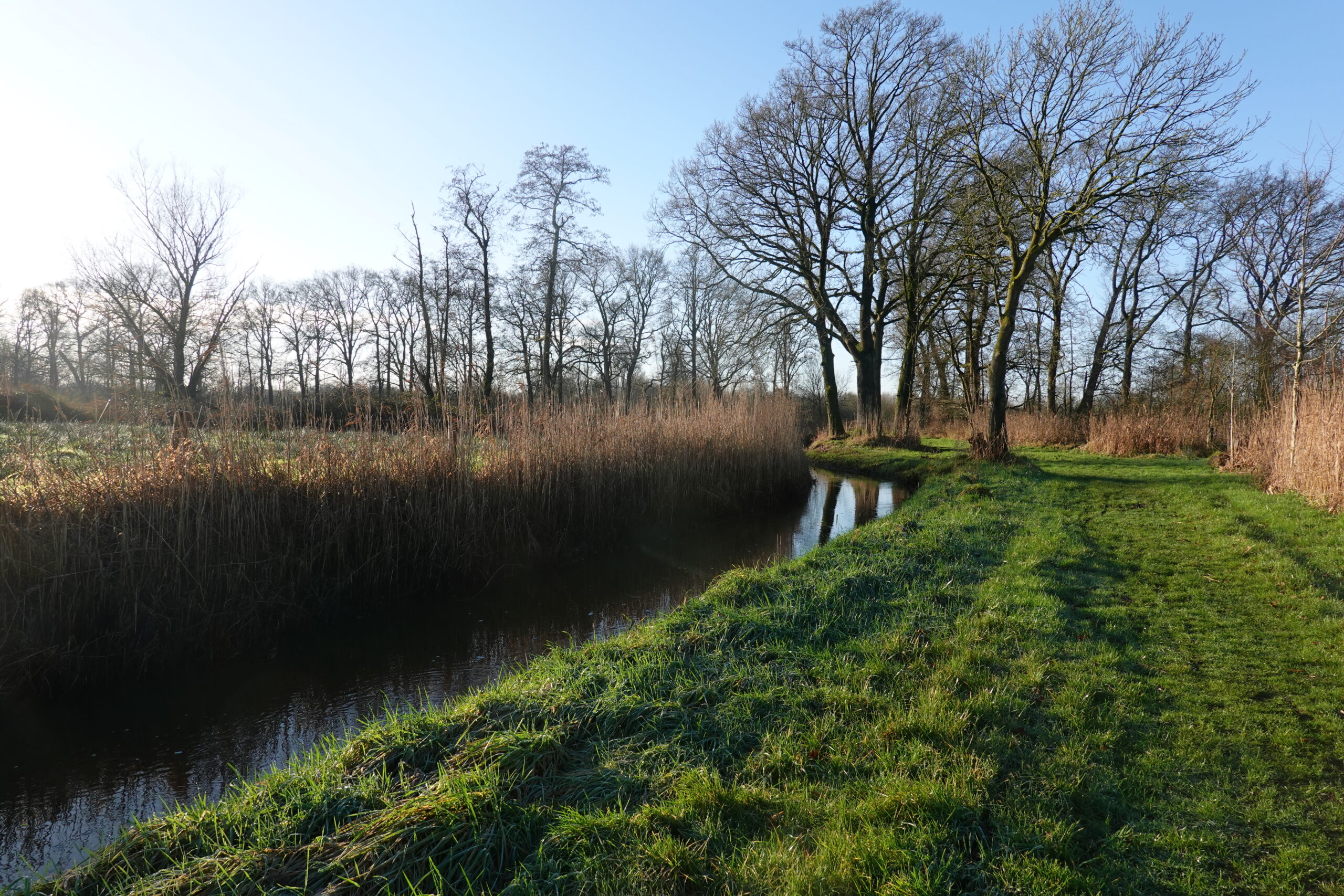 Boomrand bij een kronkelende sloot met gras en riet onder een heldere, blauwe lucht.