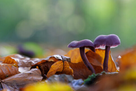 Twee paarse paddenstoelen tussen herfstbladeren in een mosachtige, groene achtergrond.