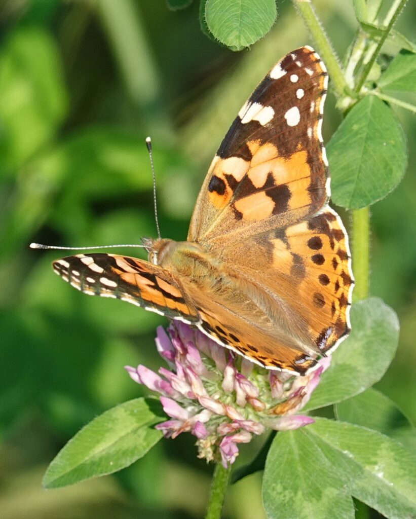 Oranje vlinder op een roze bloem met groene bladeren.