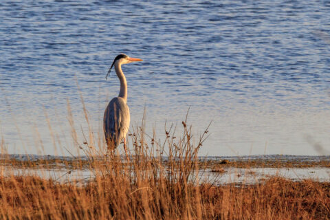 Reiger staat in hoog gras bij een meer, met blauwe waterachtergrond.