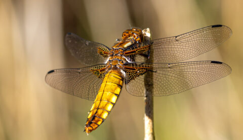 Een goudgele libel rust op een stok, vleugels wijdgespreid tegen een wazige achtergrond.