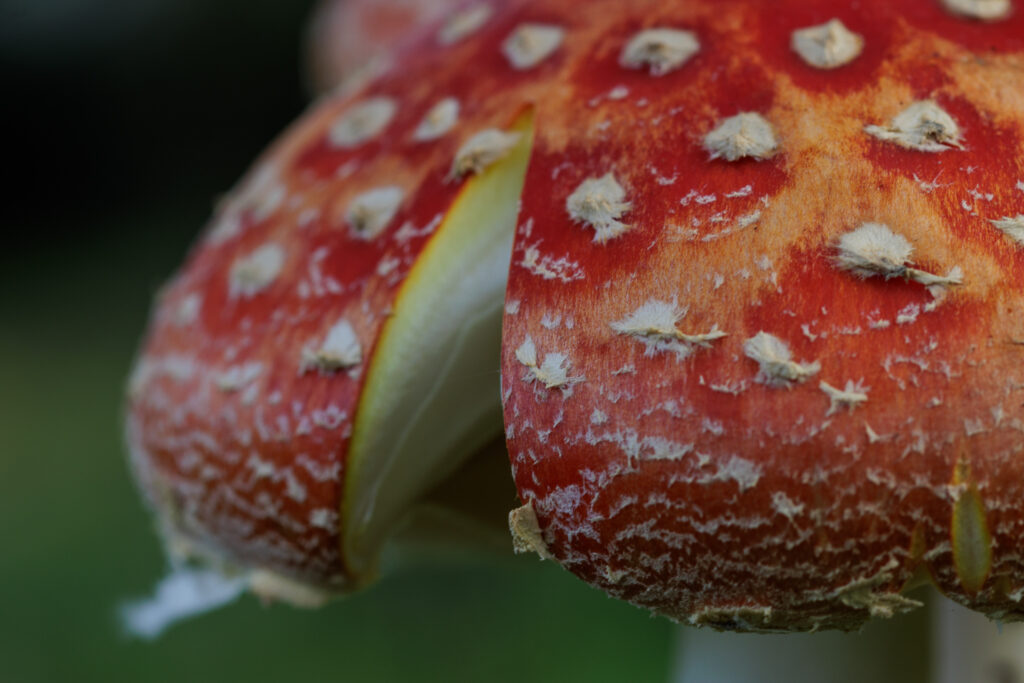 Copyright Vivianne Molenaar