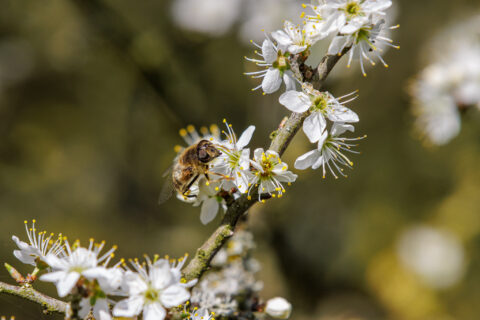 Bij op witte bloemen van een bloeiende boom.