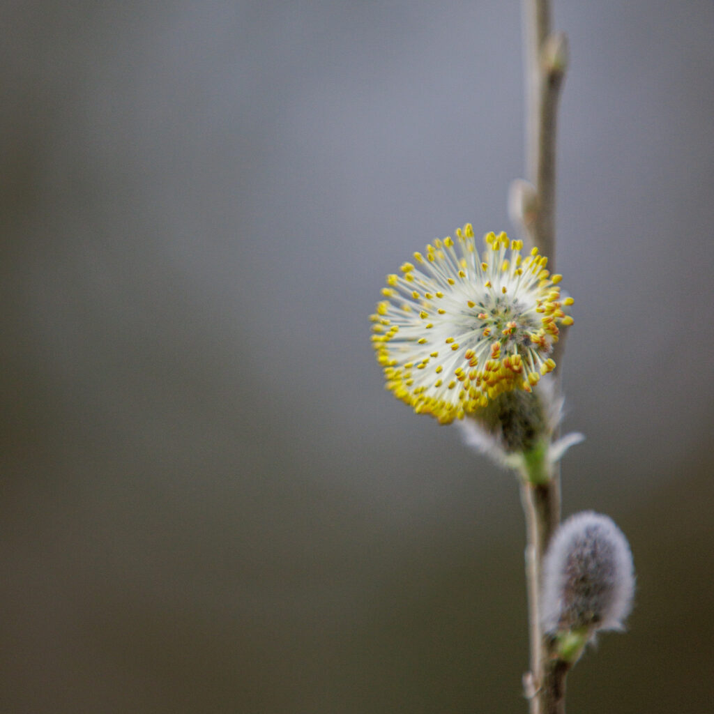 Wilgenkatje met gele meeldraden op tak, tegen grijze achtergrond.