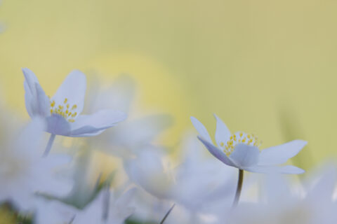 Witte bloemen met gele meeldraden tegen een zachte, wazige achtergrond.