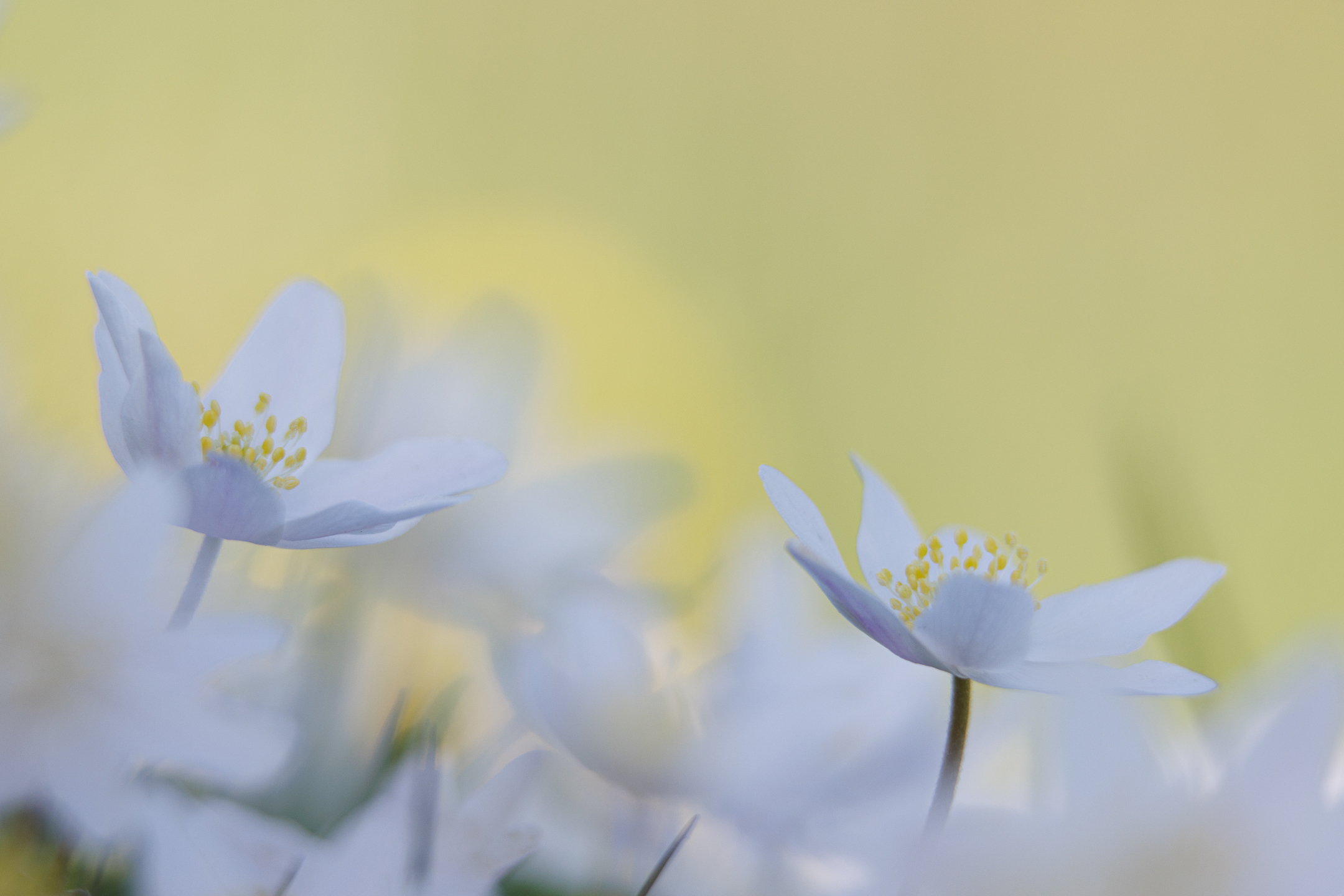 Witte bloemen met gele meeldraden tegen een zachte, wazige achtergrond.