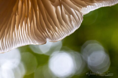 Close-up van een paddenstoellamellen met groene achtergrond en bokeh-effect.