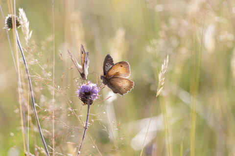 Twee bruine vlinders op paarse bloem in zonovergoten veld.