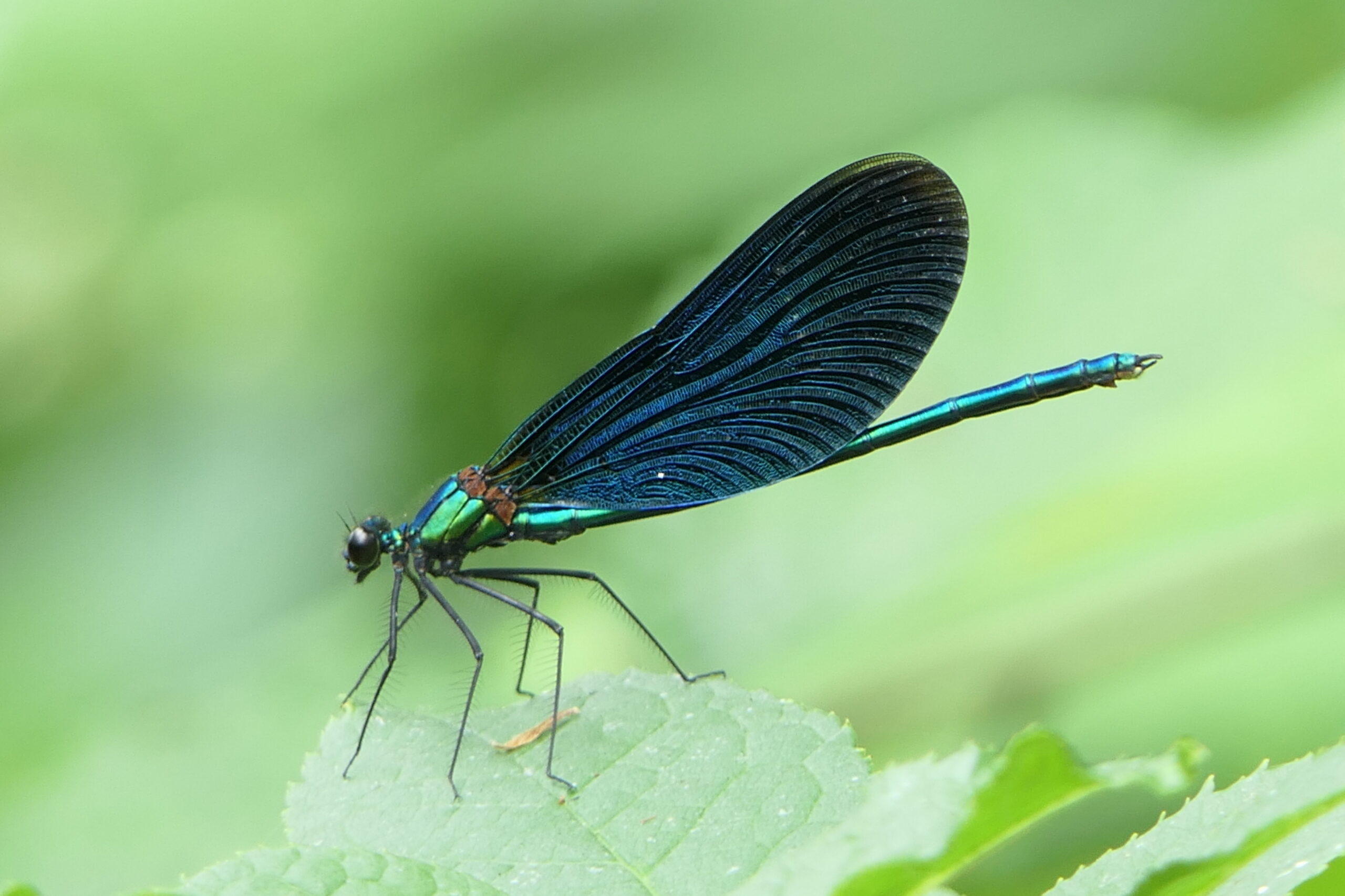 Blauwgroene waterjuffer met iriserende vleugels, zittend op een groene plant.