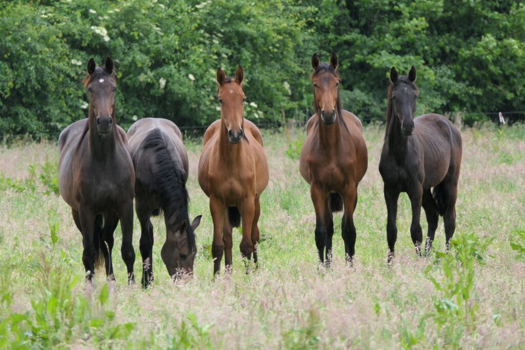 Vier paarden in een groene weide, omgeven door bomen.