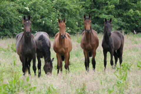 Vier paarden in een groene weide, omgeven door bomen.