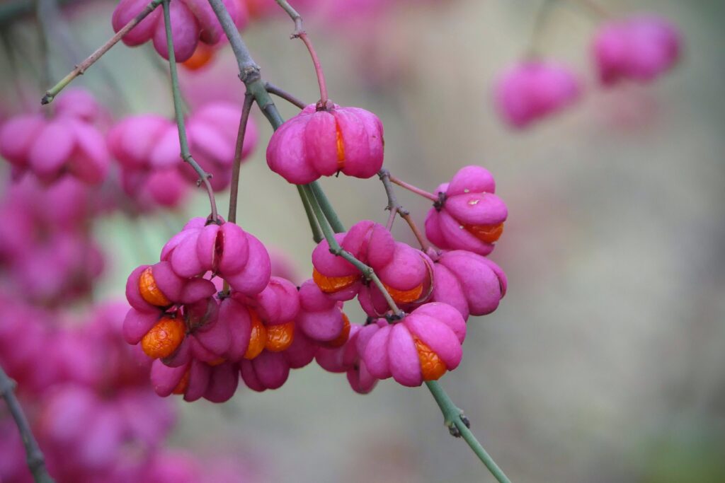 Tros roze-bessen met oranje zaden aan takken, tegen een wazige achtergrond.