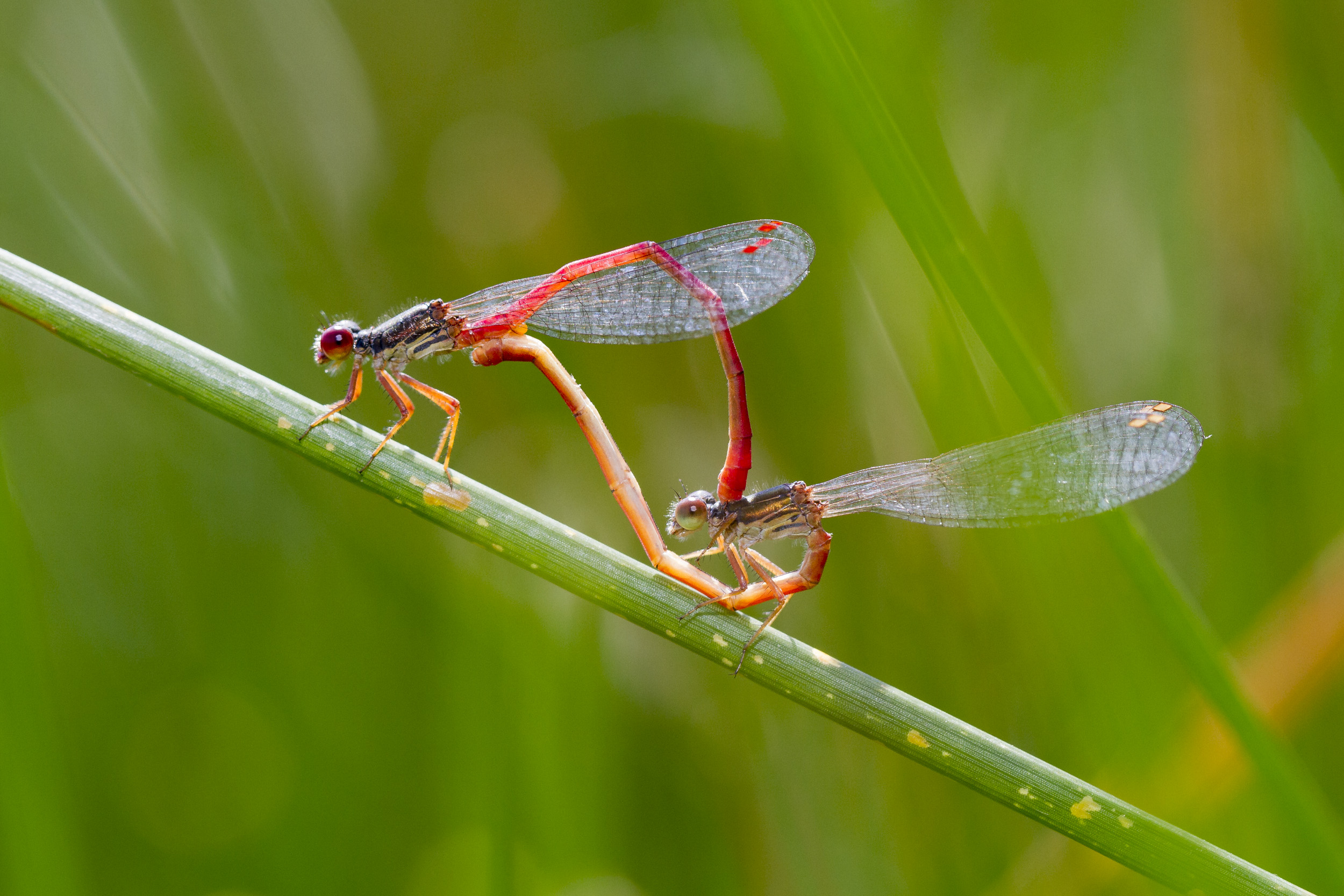 Twee parende rode waterjuffers zitten op een groene stengel tegen een wazige groene achtergrond.