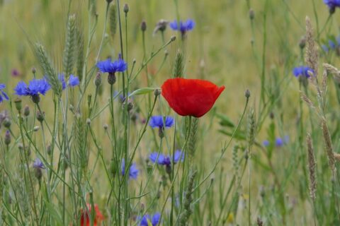 Rode klaproos en blauwe korenbloemen in een groen veld.