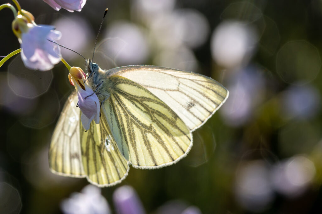 Witte vlinder op een roze bloem, tegen een wazige groene achtergrond.
