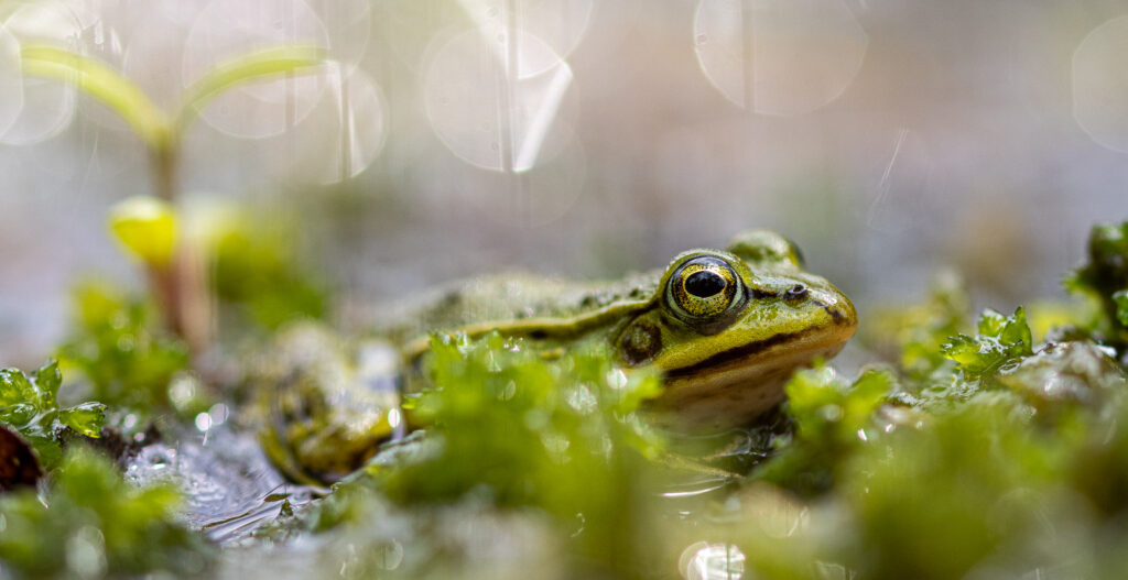 Kikker in close-up tussen groen mos met onscherpe, sprankelende achtergrond.