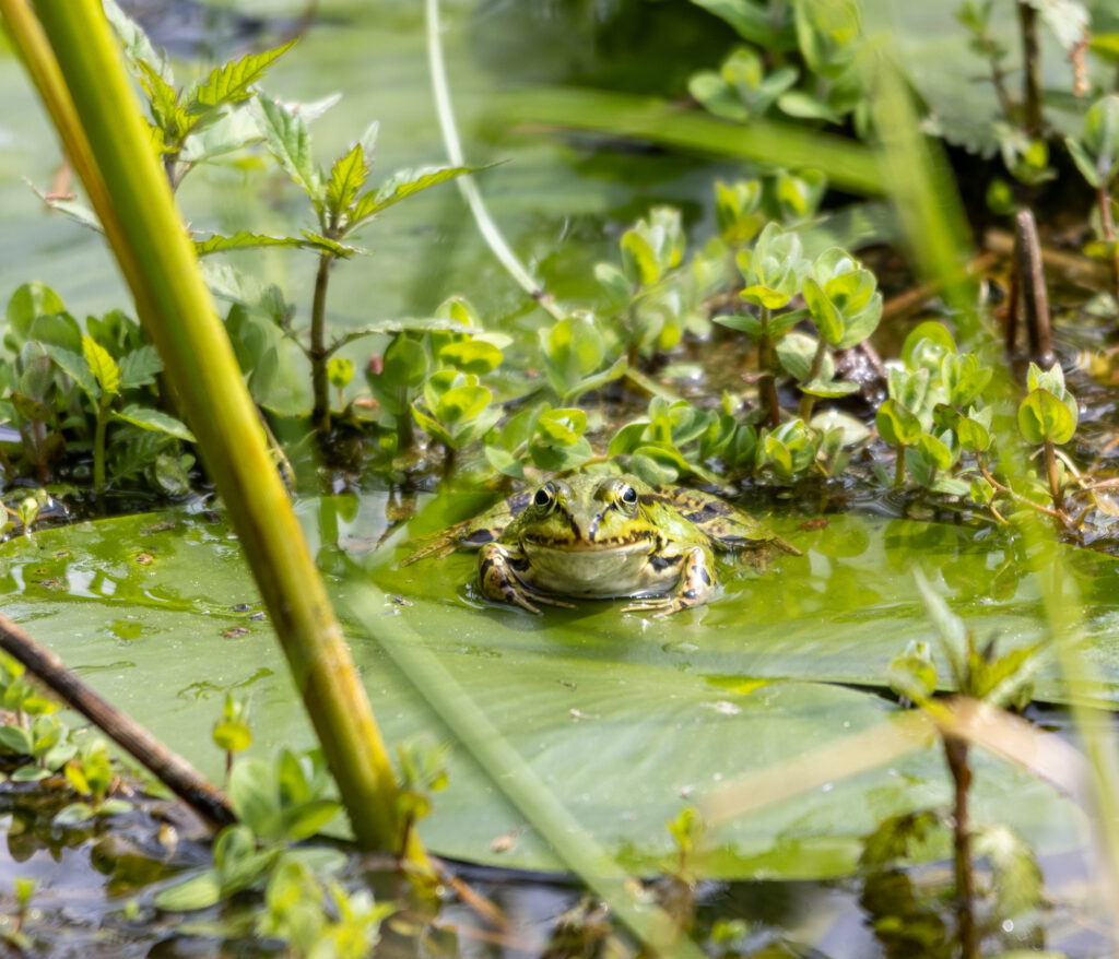 Groene kikker foto Vivianne Molenaar
