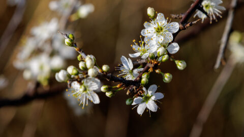 Takken met witte bloesems en groene knoppen, onscherpe achtergrond.
