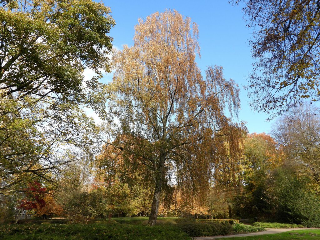 Foto Ad Koolen Quirijnstokpark