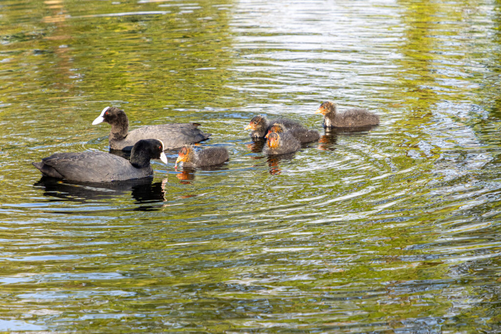 Meerkoet met jongen foto Vivianne Molenaar