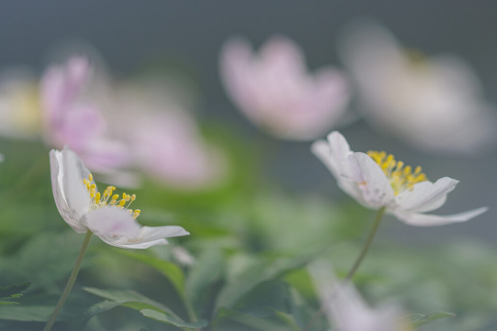 Bosanemoon foto Vivianne Molenaar