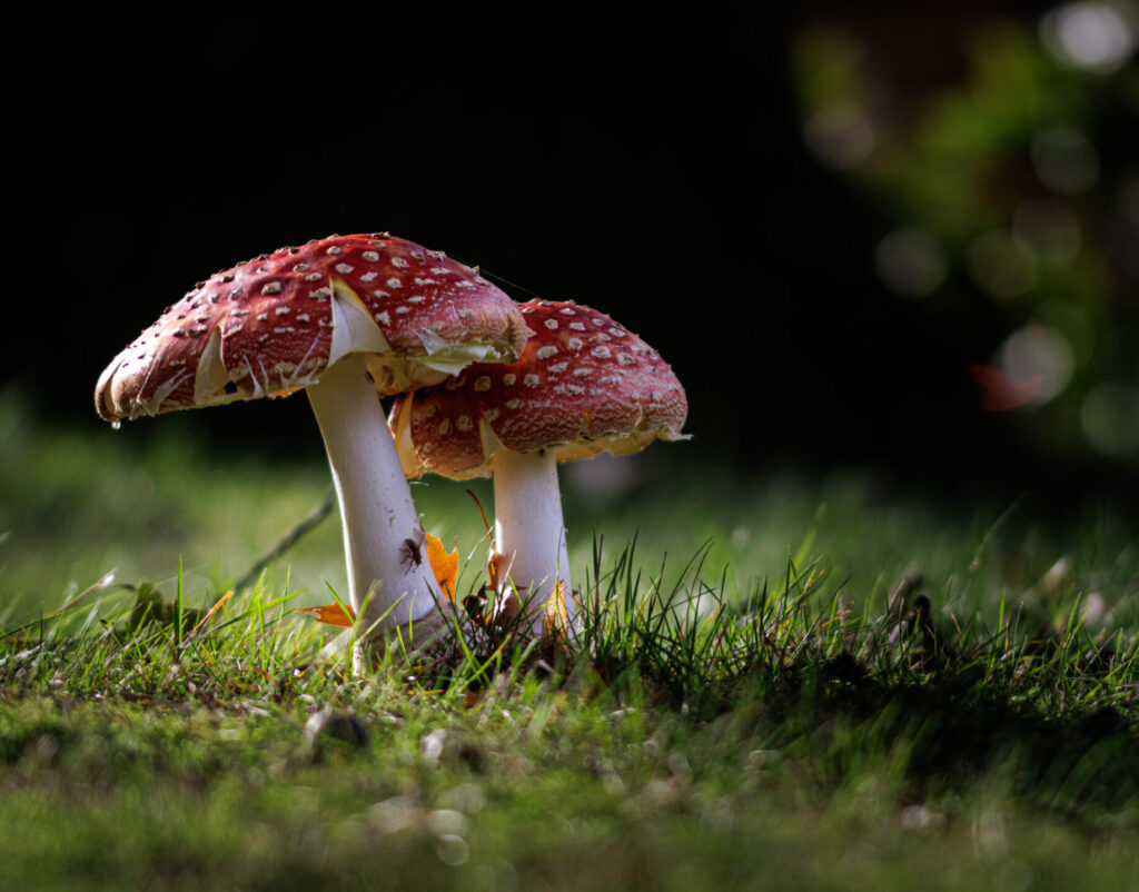 Vliegenzwammen foto Vivianne Molenaar