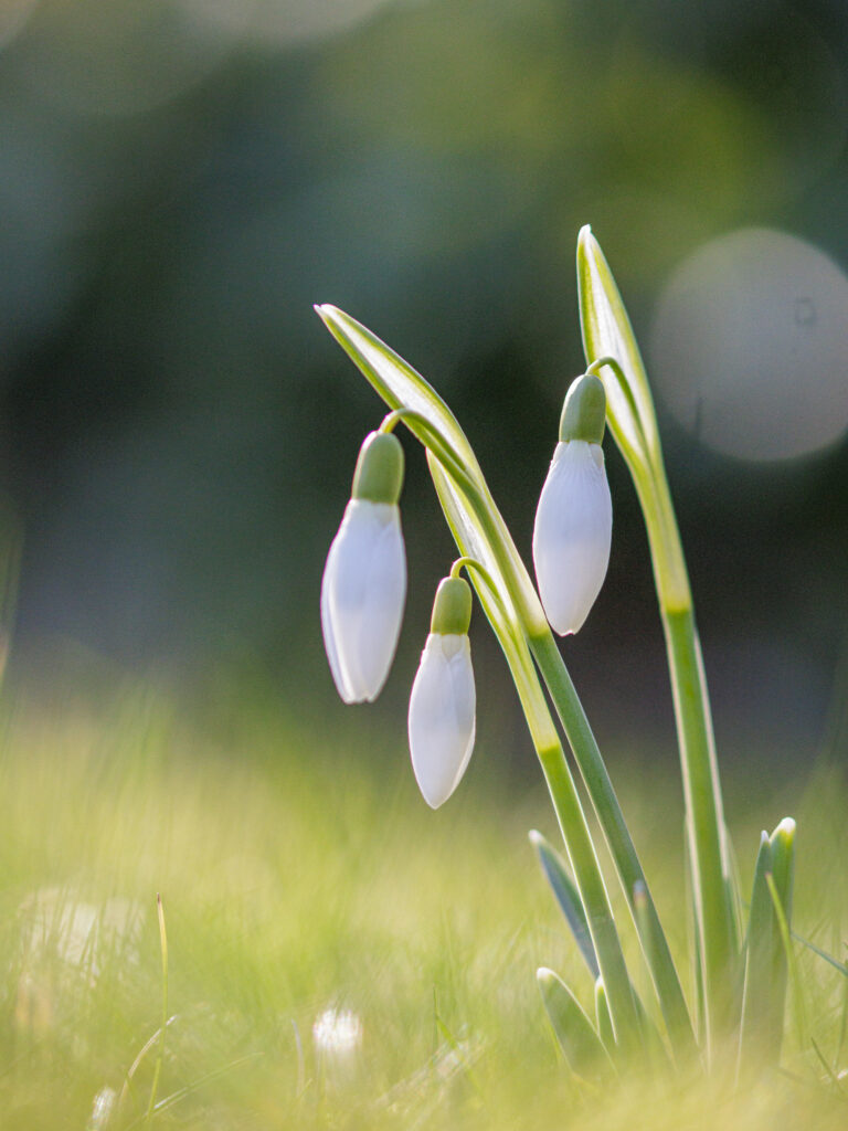 Sneeuwklokjes in het gras foto Vivianne Molenaar