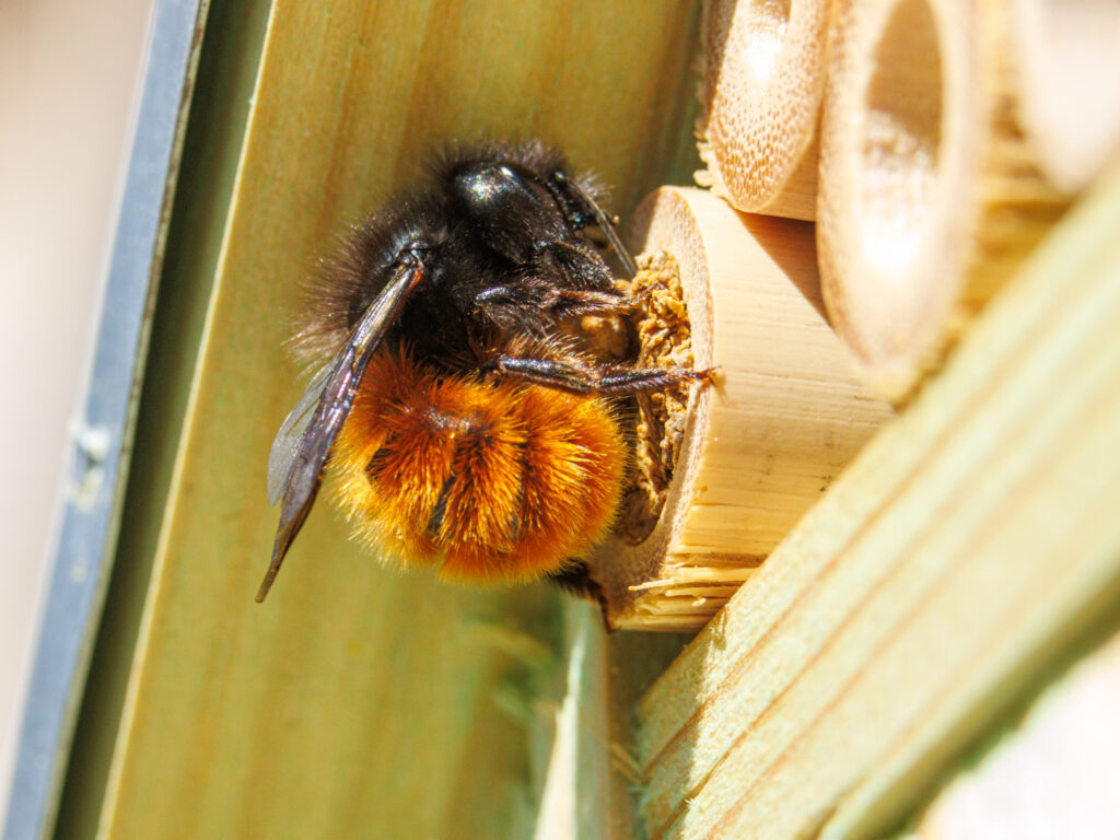 Gehoornde metselbij foto Vivianne Molenaar