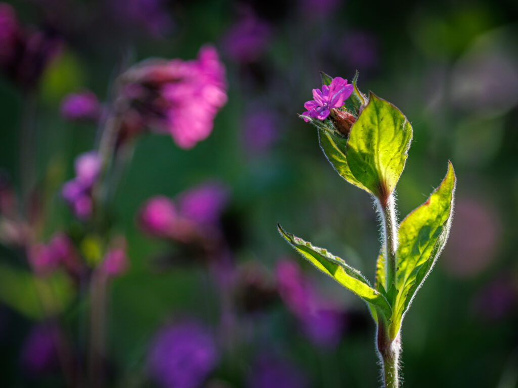 Dagkoekoeksbloem foto Vivianne Molenaar