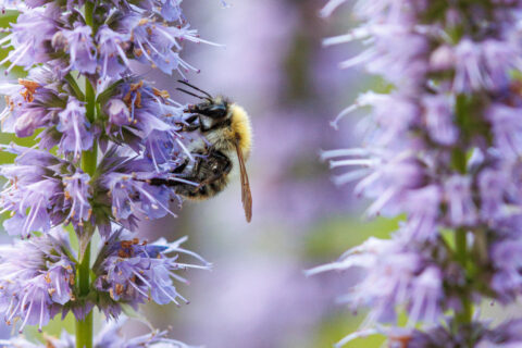 Hommel verzamelt nectar op paarse bloemen met groene achtergrond.