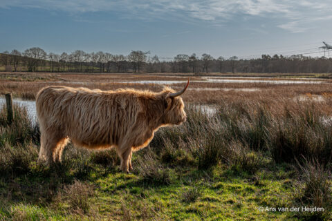 Hoogland koe in grasveld bij water, met kale bomen en blauwe lucht op de achtergrond.