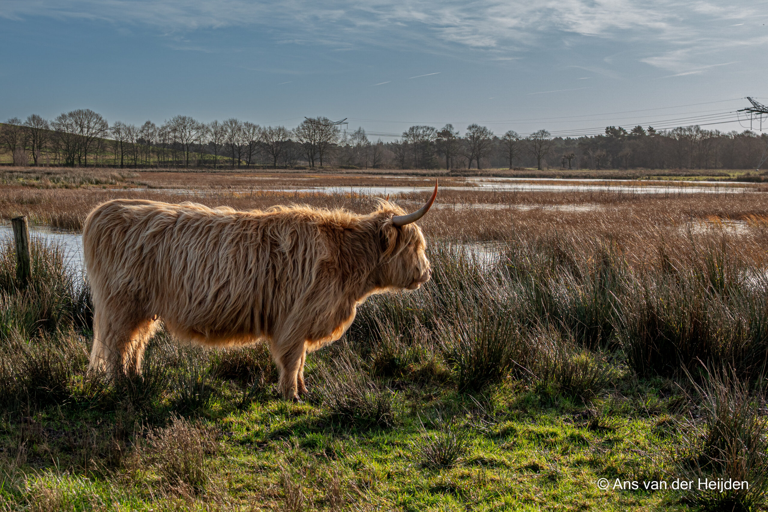 Hoogland koe in grasveld bij water, met kale bomen en blauwe lucht op de achtergrond.