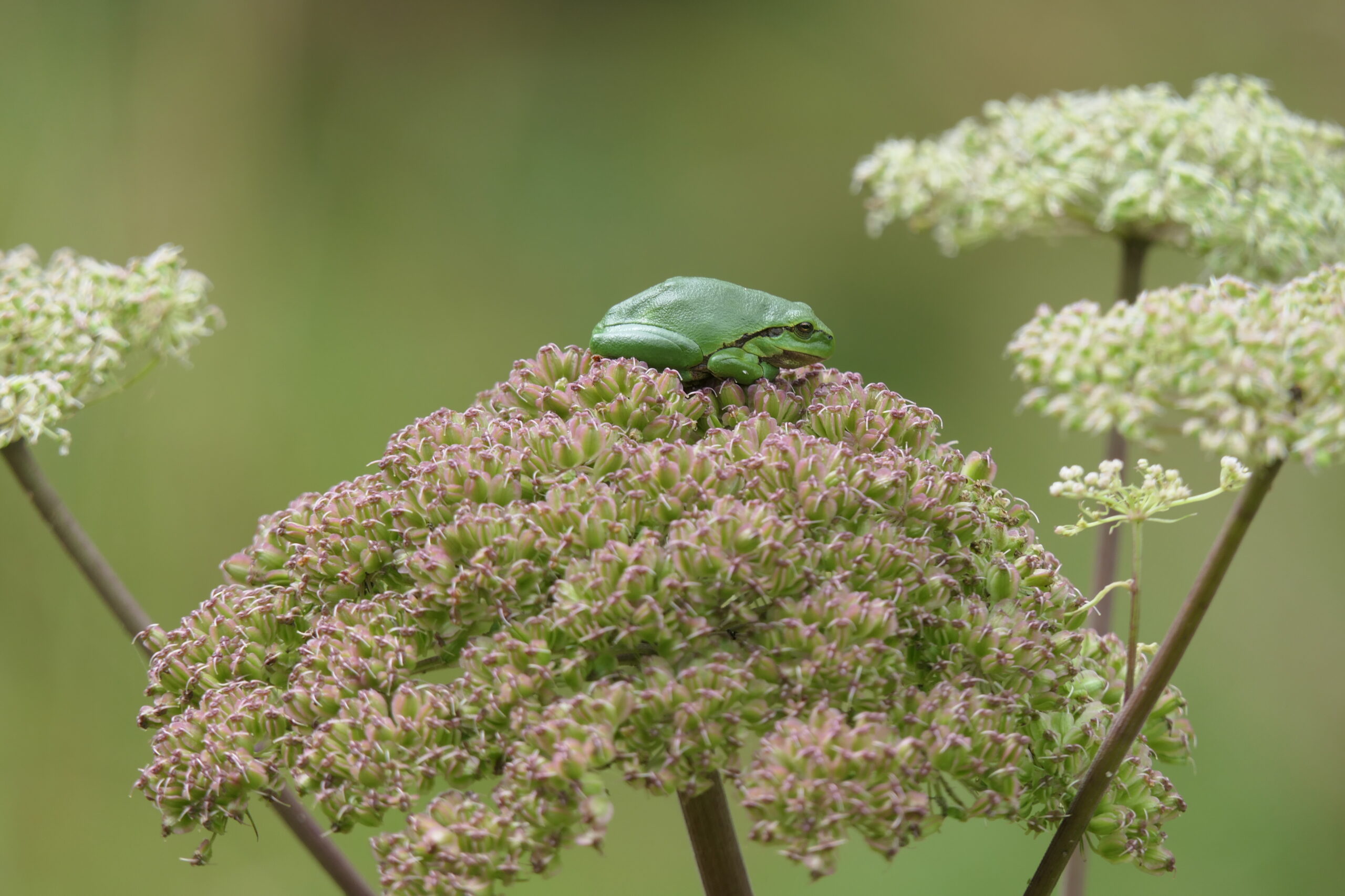 Groene kikker zittend op bloeiend kruid met paarse tint, tegen een zachte, groene achtergrond.