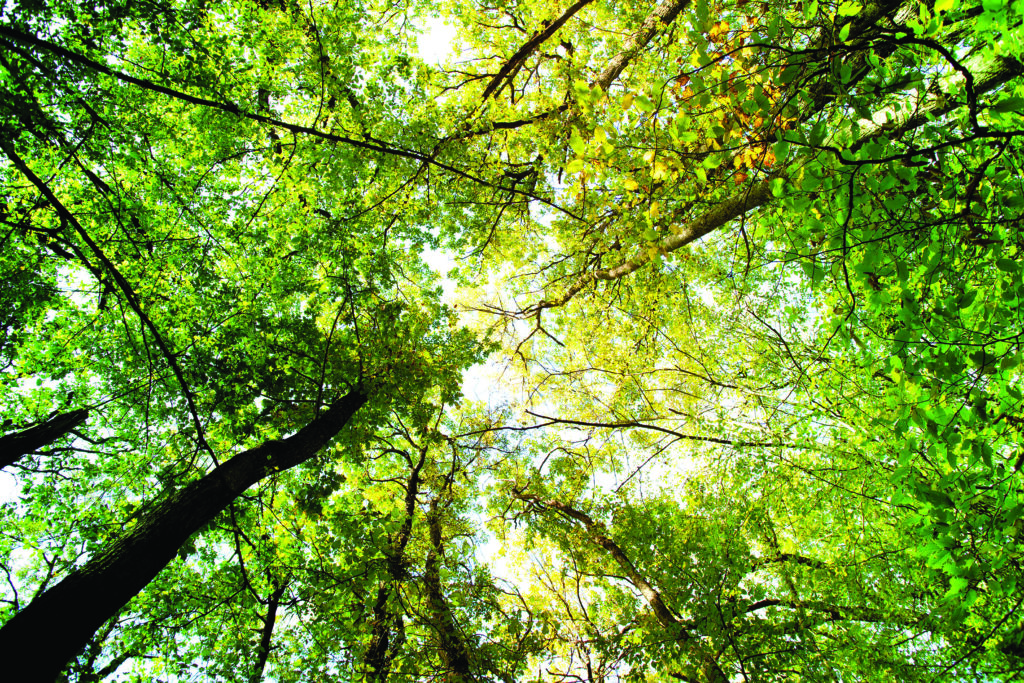Boomkruinen en bladeren, gezien van onderaf tegen een heldere lucht.