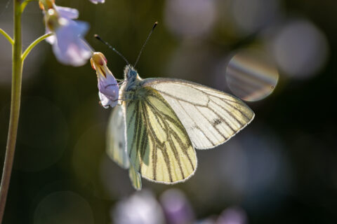 Witte vlinder op een paarse bloem tegen een donkere, wazige achtergrond.