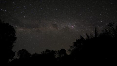 Sterrenhemel met heldere Melkweg boven silhouetten van bomen.