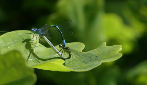 Twee libellen paren op een groen blad, met zonlicht en schaduwen.