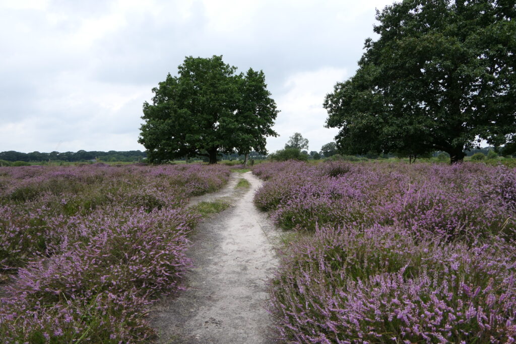 Zandpad door paarse heide met twee grote bomen onder een bewolkte hemel.