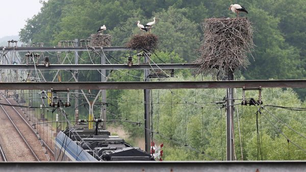 Ooievaarsnesten op portalen van spoorlijn