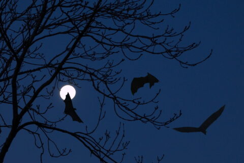 Vleermuizen vliegen voor een volle maan, met silhouetten van kale takken tegen een donkerblauwe hemel.
