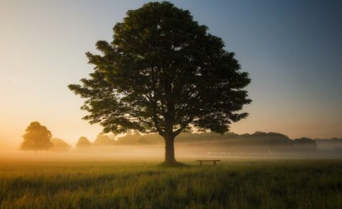 Grote boom in mistig veld bij zonsopgang, met een houten bankje ernaast.