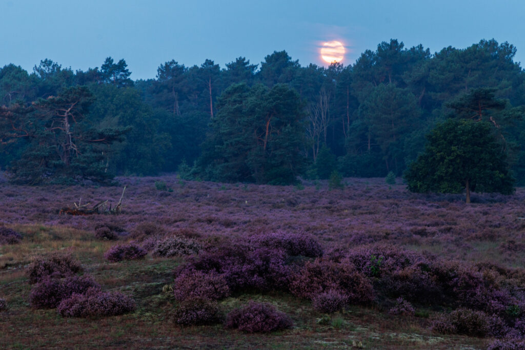 Heide bij Maanlicht foto Vivianne Molenaar