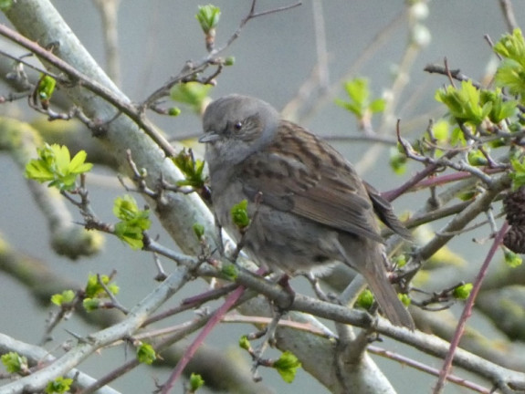 Vroege vogels rond de Cranenwyer