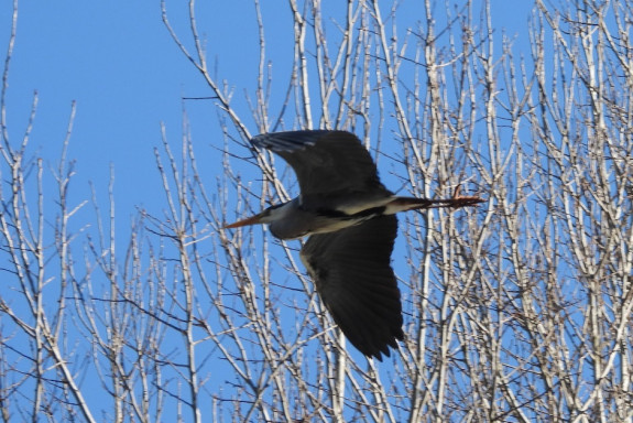 Vroege vogels rond de Cranenwyer