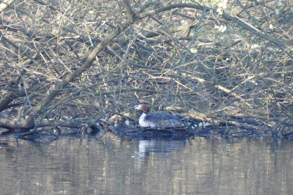 Vroege vogels rond de Cranenwyer