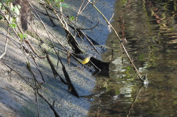 Vroege vogels rond de Cranenwyer